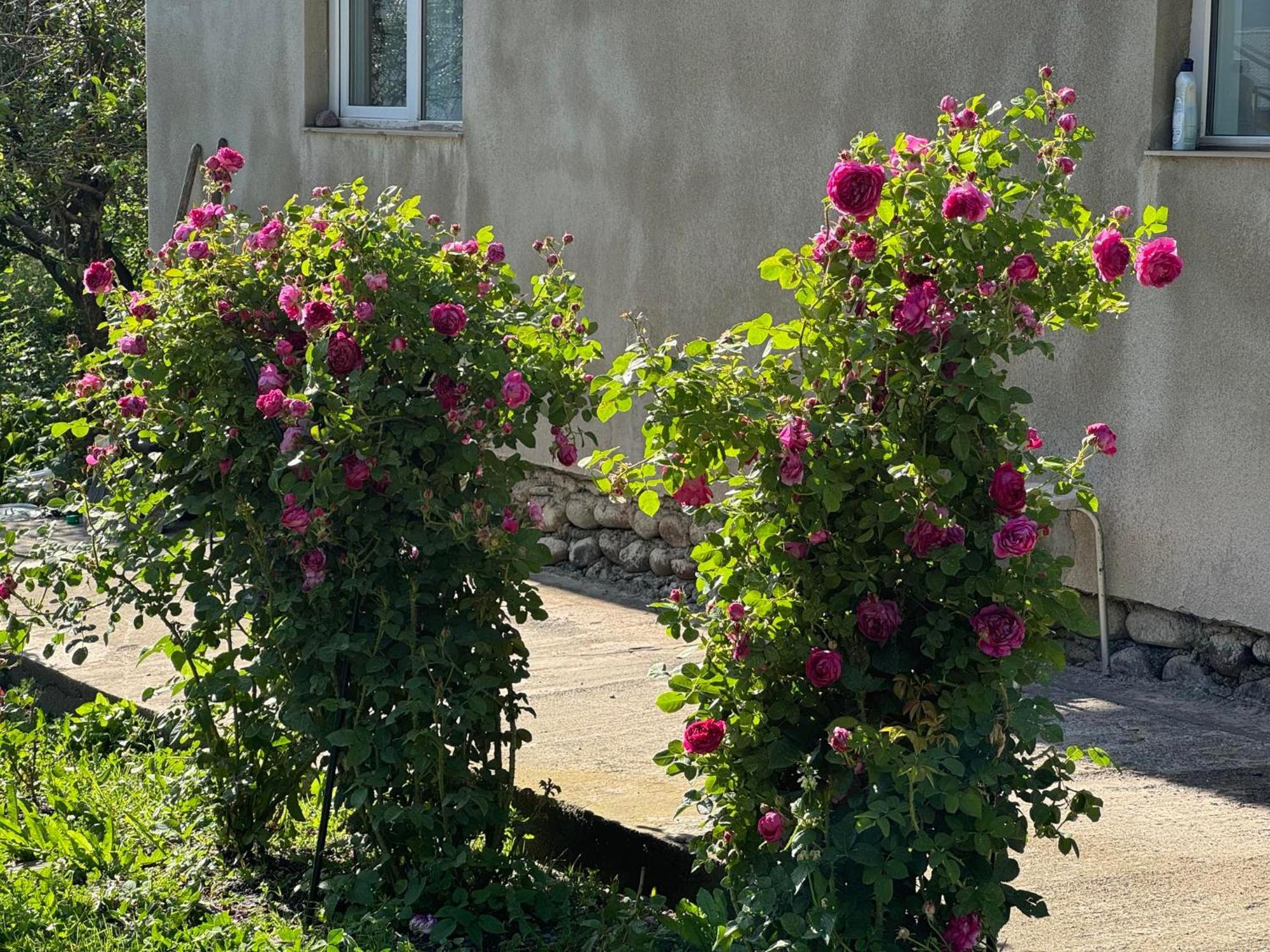 Baqari Inn Казбеги Екстериор снимка